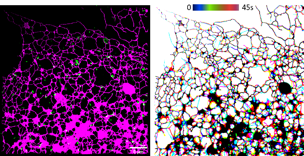 temporal colour coded image demonstrates the rapid motions of ER, as revealed by time-lapse SIM.