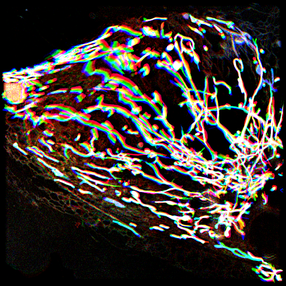 temporal colour coded mitochondria in Antarctic fish cell, revealed by SIM